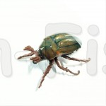 Chafer37 Майский жук SG-22-L (1,9 гр)