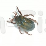 Chafer37 Майский жук SG-22-L (1,9 гр)