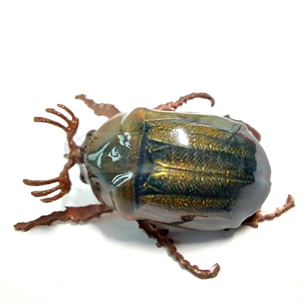 Chafer37 Майский жук SG-22-L (1,9 гр)