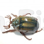 Chafer37 Майский жук SG-22-L (1,9 гр)