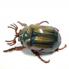 Chafer37 Майский жук SG-22-L (1,9 гр)