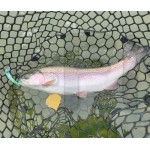 Trout Jara Minoha 55 MD-SS AX 23