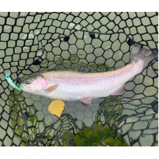 Trout Jara Minoha 55 MD-SS AX 23